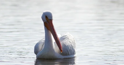 Pelican on Water 4k Stock Footage 90981041