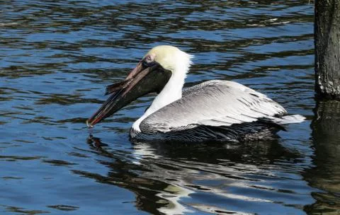 Pelican in the water after catching a fish Stock Photos