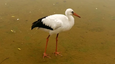 Pelican On the Water Stock Footage 56593586