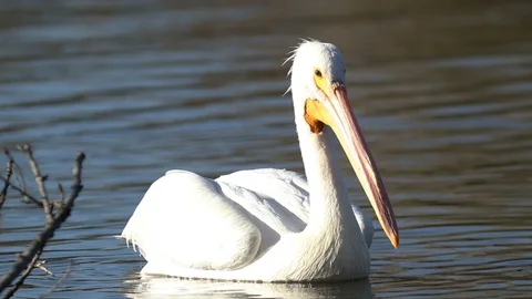 Pelican on Water Stock Footage 90981092