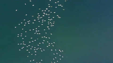 Pelican in the water Stock Footage 164017114
