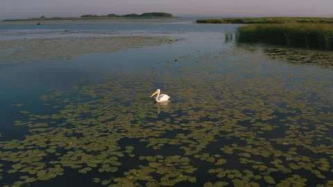 Pelican on the water Stock Footage 255621615