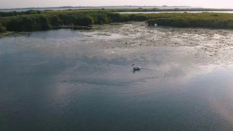 Pelican on the water Stock Footage 255625142
