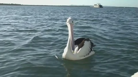 Pelican on water Stock Footage 273429103