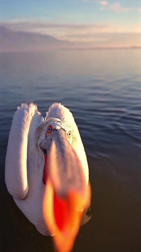 Pelican in the water Video stock 328024098