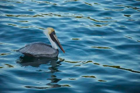 Pelican in the Water (Left) Foto stock