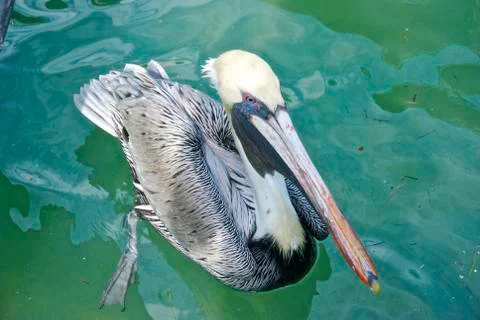 Pelican in the Water Foto stock