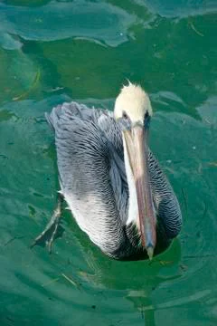 Pelican in the Water Stock Photos