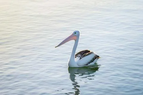 Pelican on the water Stock Photos