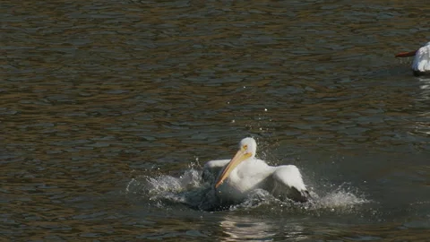 Pelican, white, single bathing, splashing in lake waters, slomo 4k Stock Footage 256244824