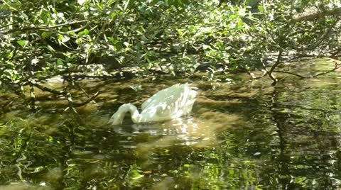 Pelican in the wild Stock Footage 11977354