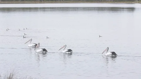 Pelican in the wild Stock Footage 88623422