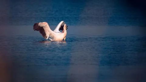 Pelican in the wild Stock Photos
