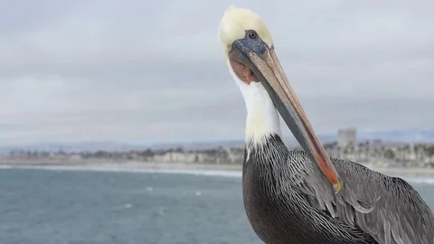 Pelican On A Windy Day 動画素材 79200652