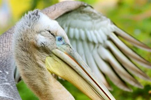 Pelican with wing Foto stock