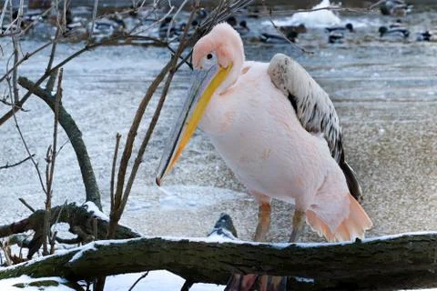 Pelican in winter Stock Photos