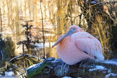 Pelican in winter on the tree Stock Photos
