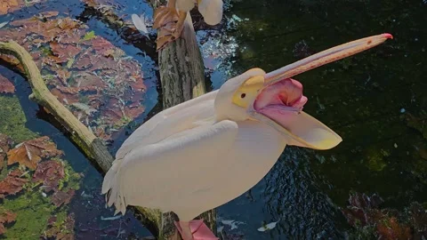 A pelican yawning  Stock Footage 296845077