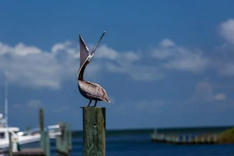 Pelican Yawning While Perched on a post Stock Photos