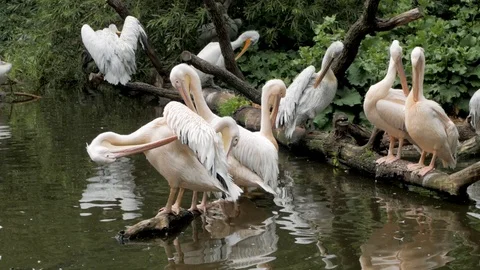 Pelican  in the zoo Stock Footage 97598934