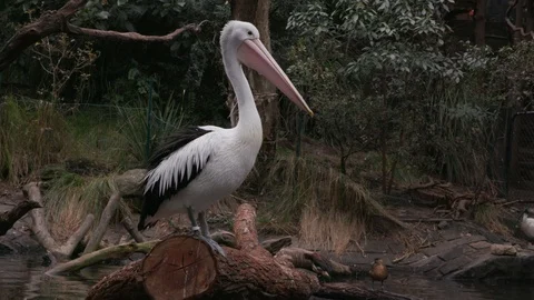 Pelican in a zoo Stock Footage 106592772