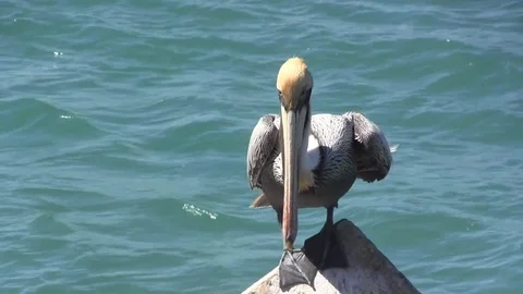 Pelican Zoom Out 스톡 동영상 88633015