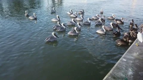 Pelican0187View over multiple brown Pelicans, calm flat water , near marina, Bes Stock Footage 330253383