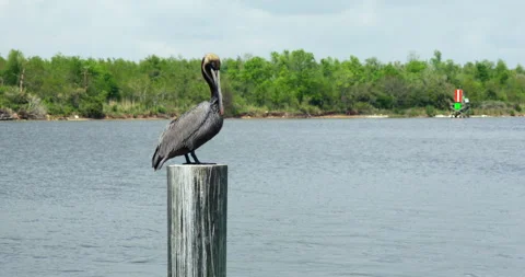 Pelican02 Stockbeeldmateriaal 330192186