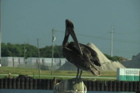 Pelican2 Stock Footage 78136