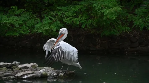 Pelican2 Stock Footage 201439356