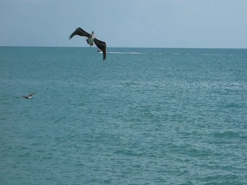 PelicanDiving4 Stock Footage 88960736