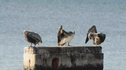 Pelicanes Stock Footage 572754