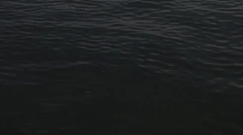 Pelican.m2t Video stock 22030621