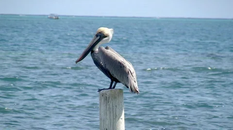Pelicanos 01 Video stock 811454