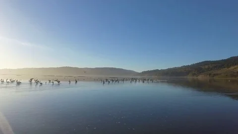 Pelicans 4k Vídeo Stock 74534663