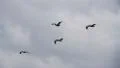 Pelicans 96fps 01 Slow Motion x4 HD Footage