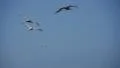 Pelicans 96fps 02 Slow Motion x4 HD Footage