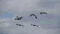 Pelicans 96fps 03 Slow Motion x4 HD Footage