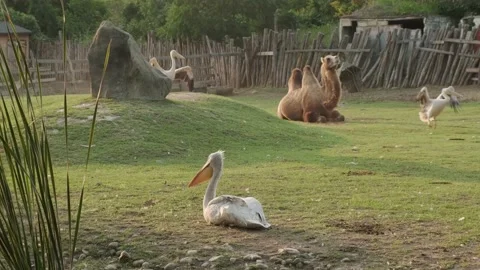 Pelicans and a camel Stock Footage 160344036