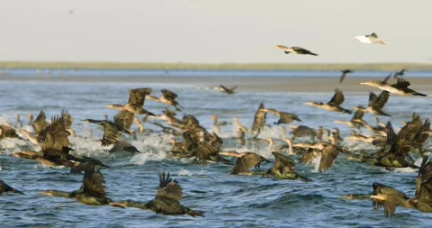 Pelicans and Cormorants Taking Flight From Coastal Waters in Mexico Stock Footage 341640246