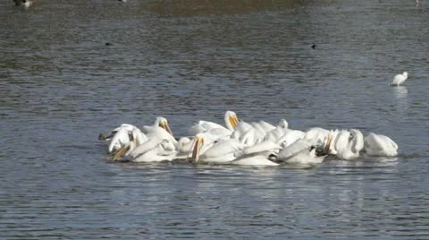 Pelicans and Egrets Video stock 22146640