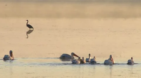 Pelicans And Herons Stock Footage 9055740