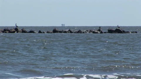 Pelicans and the Ocean Stock Footage 33128800