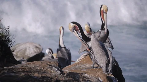 Pelicans By The Beach Видео 125704849