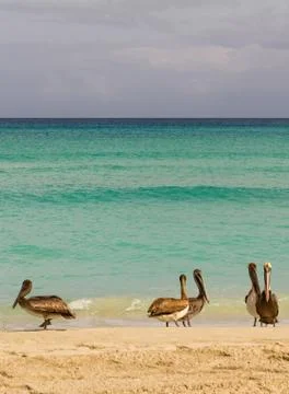 Pelicans on beach Stock Photos