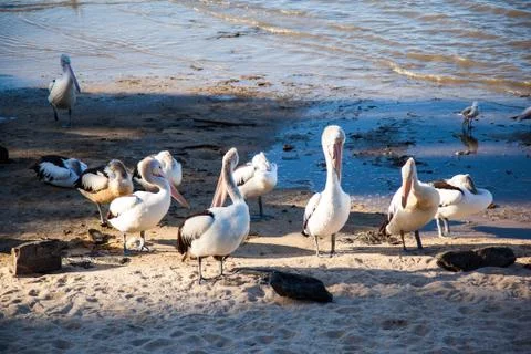 Pelicans at beach Stock Photos