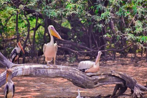 Pelicans on the beach Fotos de archivo