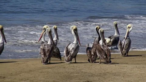 Pelicans at a beach side 库存照片