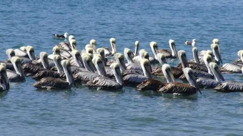 Pelicans at a beach side Stock Photos