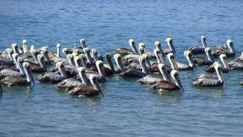 Pelicans at a beach side Stock Photos